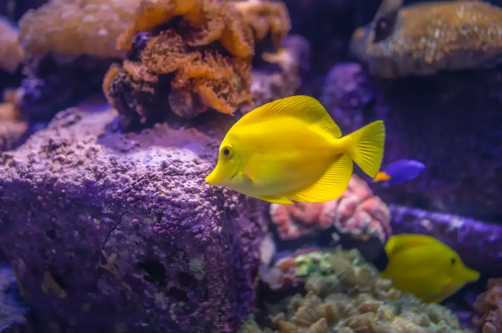 水族魚類