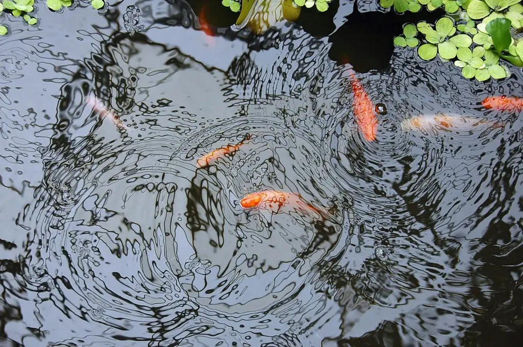 小魚缸養什麼魚？打造迷你水景的樂趣