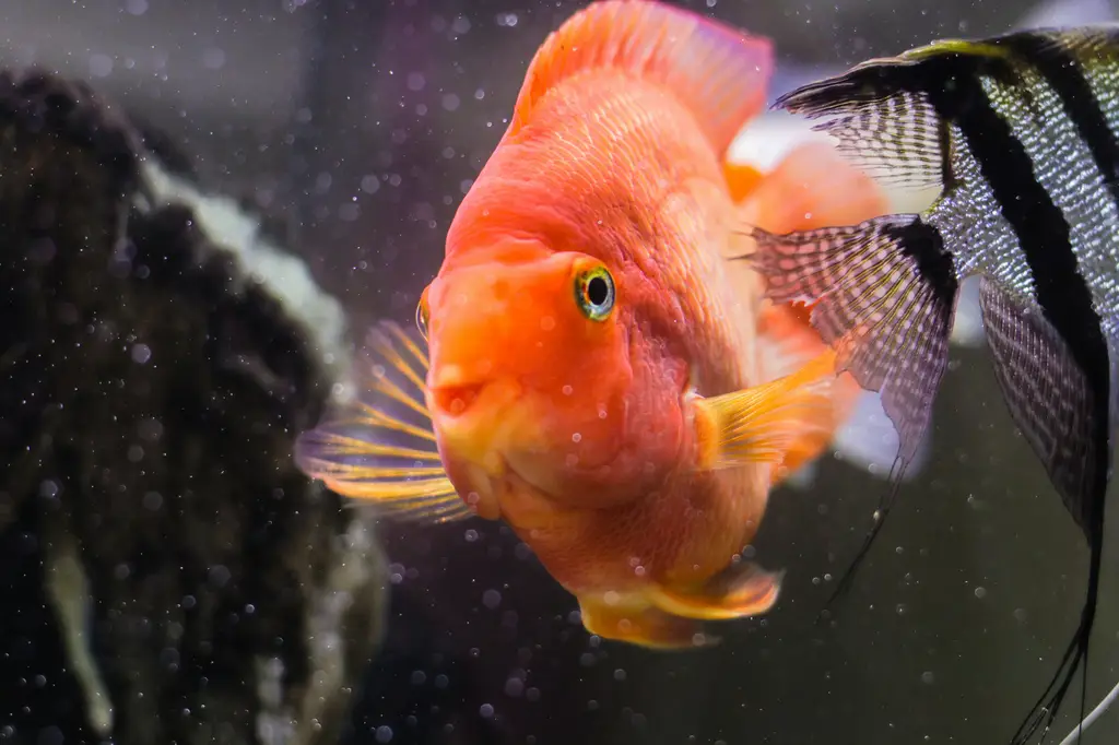 不用照顧的魚：養魚的懶人聖品