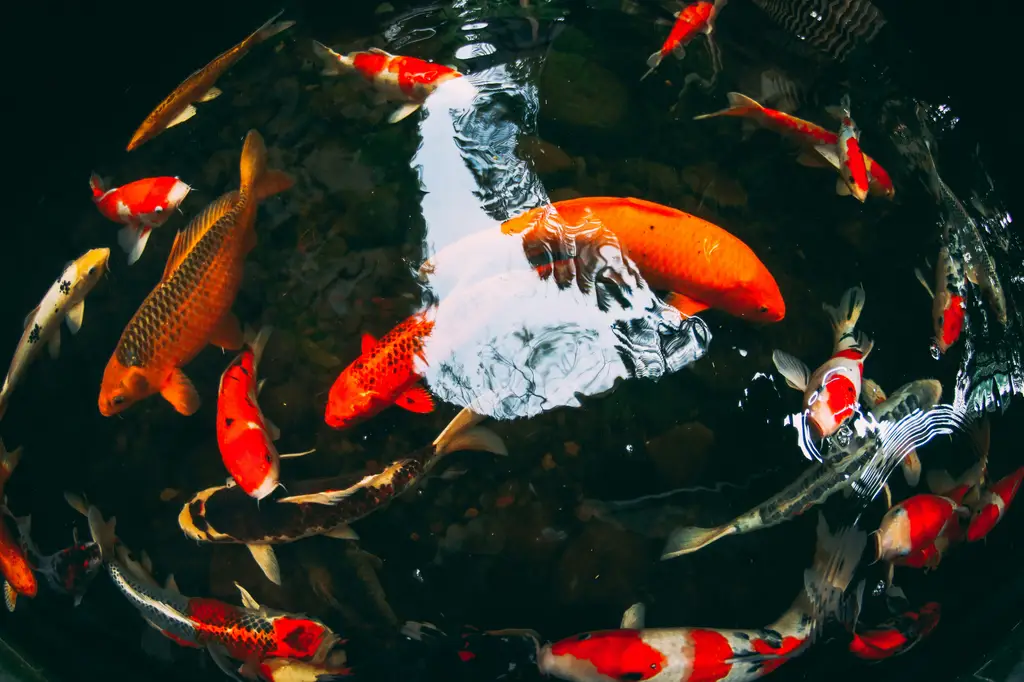 養魚新手上路！盤點最適合台灣新手養的10種小魚