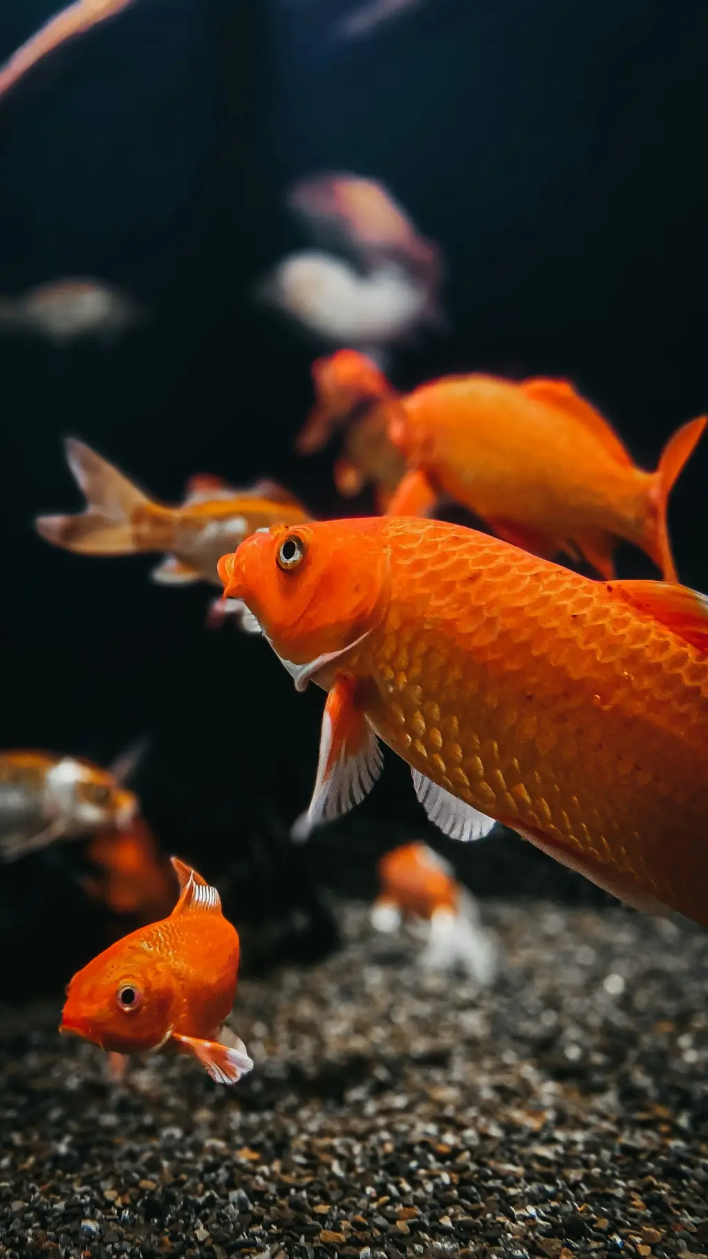 長壽魚：台灣養得最久的魚種