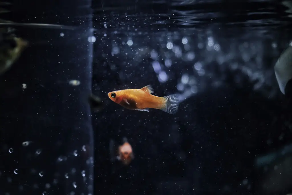 水族館魚種大百科：探索台灣海洋的繽紛世界