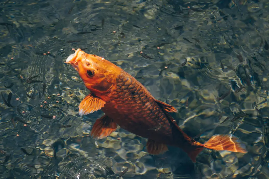 小資招財魚指南：養起來招財又療癒