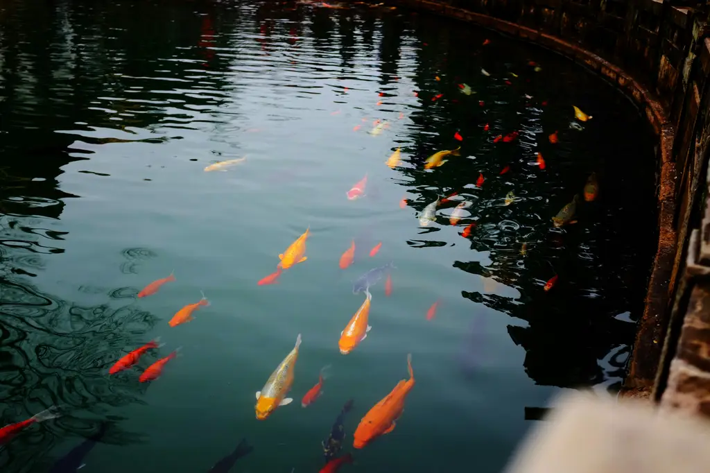 便宜又好養的魚：首次養魚者的入門指南