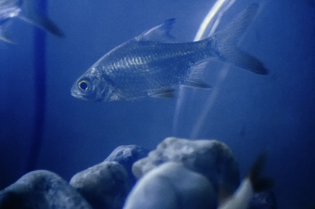 風水魚種：為居家帶來好運與財富的吉祥物