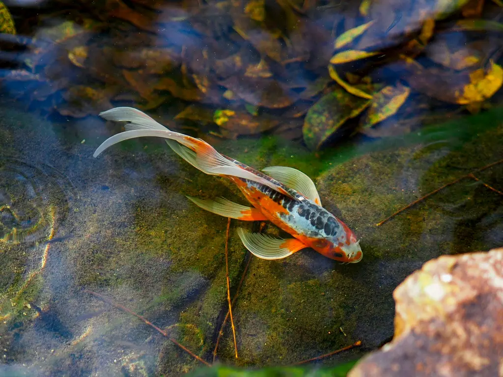 風水魚數量解析：打造財運亨通的最佳水族箱配置