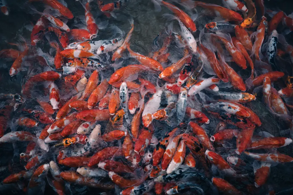 台灣鄉親必看！最適合新手養的10種魚，輕鬆享受養魚樂趣！