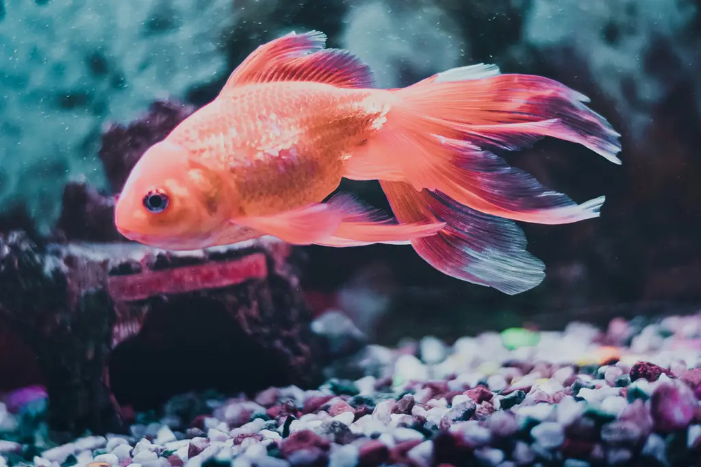 養不死的強健魚種：台式不敗水族指南