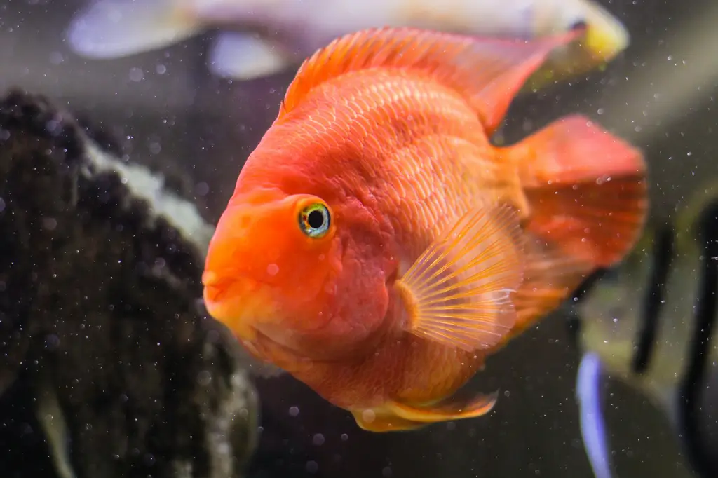 混養磚魚的台灣本土指南：打造夢幻水族箱