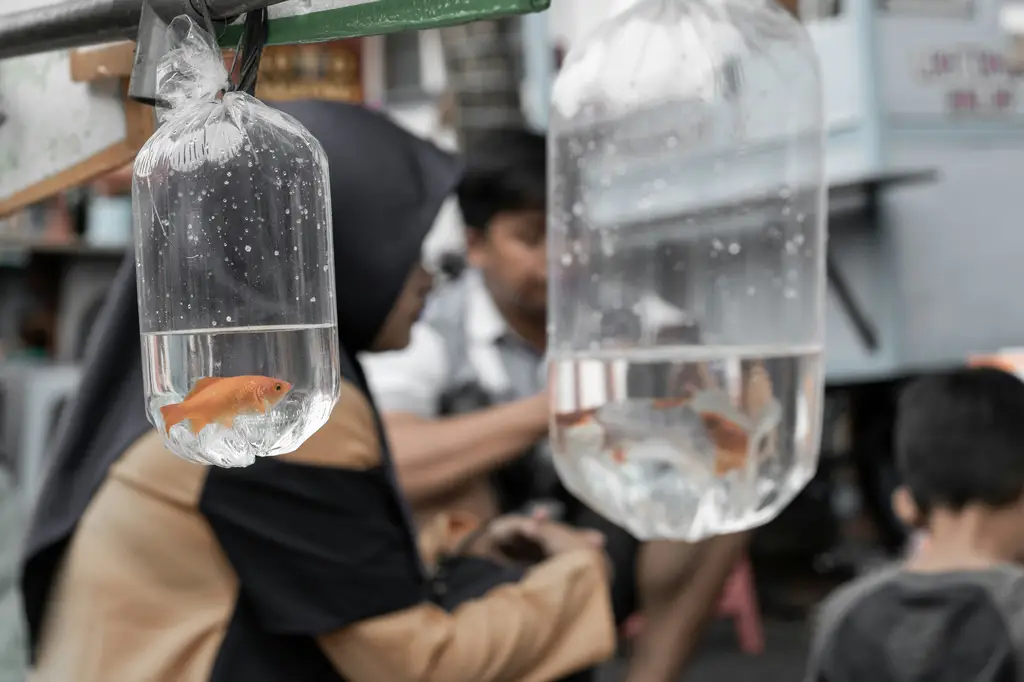 觀賞魚有哪些？台灣常見的觀賞魚種類大盤點