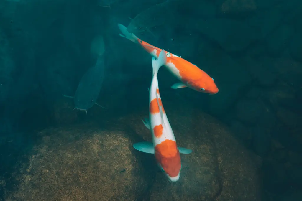 觀賞魚價格攻略：讓你在水族世界裡省荷包