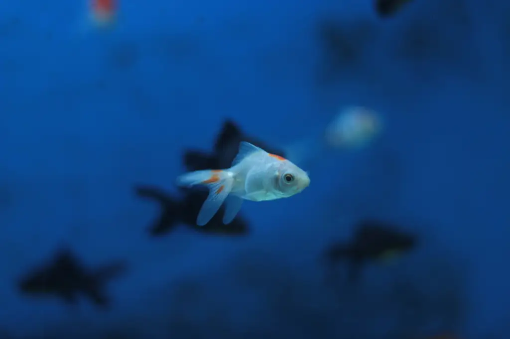 觀賞魚選購指南：打造你的夢想水族箱